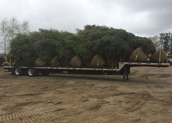 Tree Sales Service