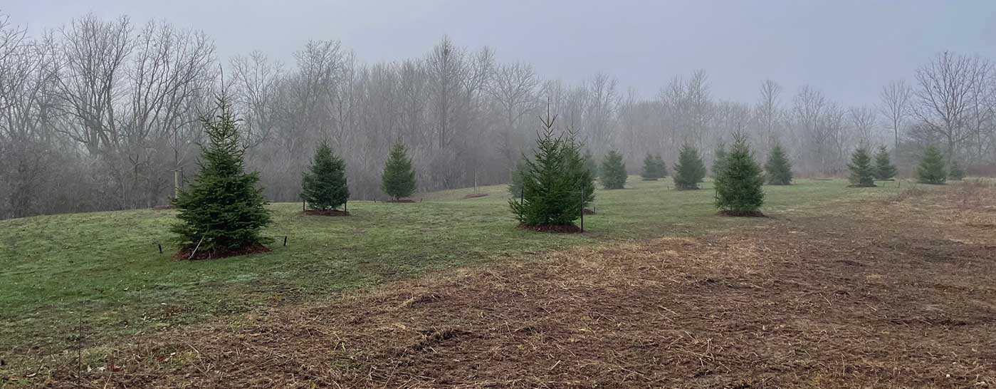 Site Prep and Tree Planting - After