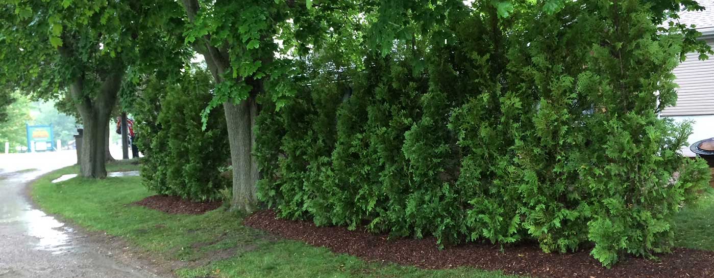 Vos Trees - Privacy Screening/Cedar Hedge - After